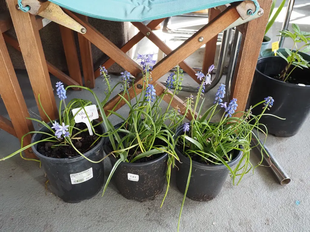 3x potted match heads Image 1++