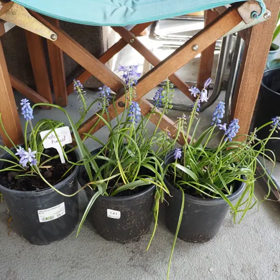 3x potted match heads