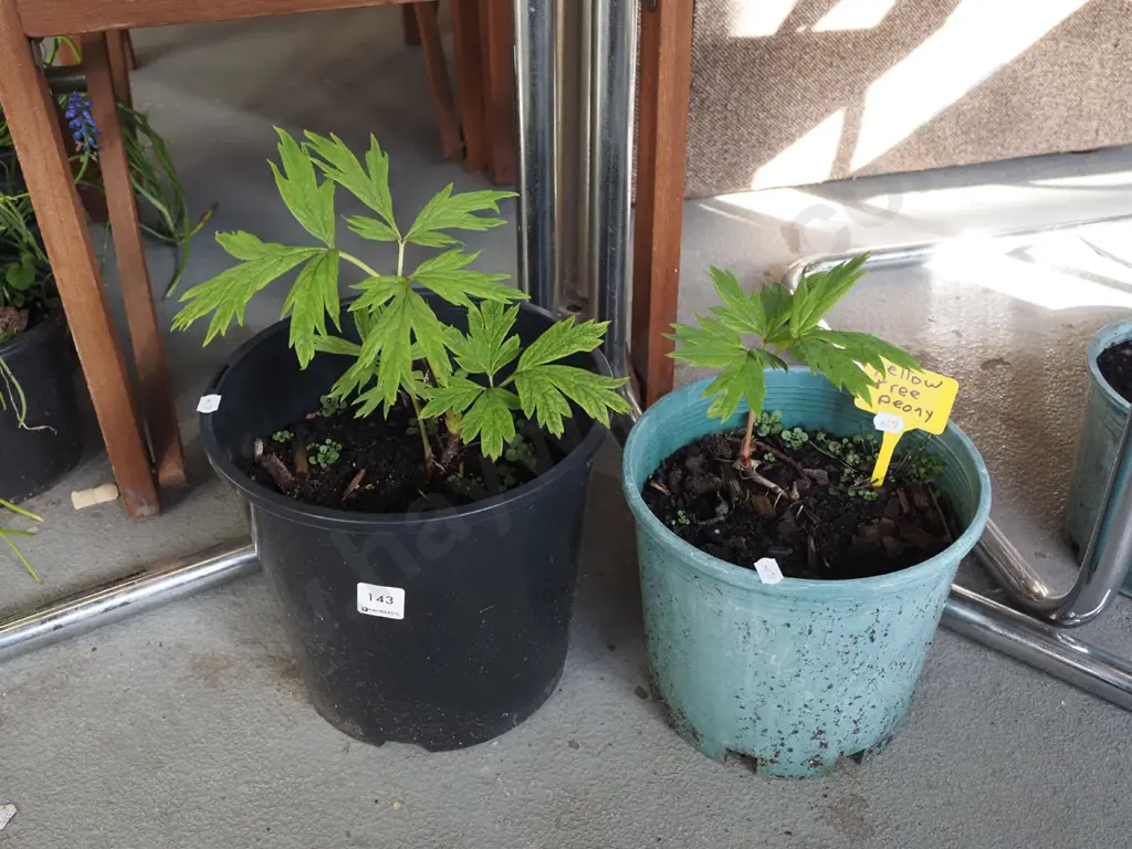 2x potted yellow tree peonies Image 1++