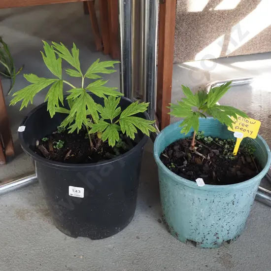 2x potted yellow tree peonies