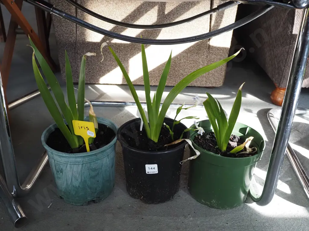 3x potted irises Image 1++