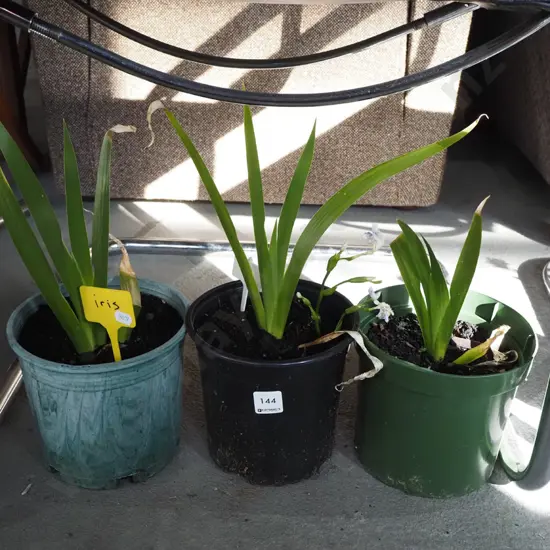 3x potted irises