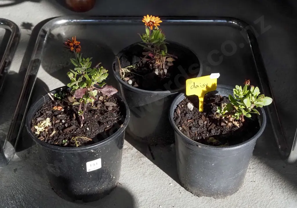 3x potted daisies Image 1++