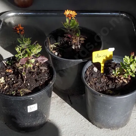 3x potted daisies