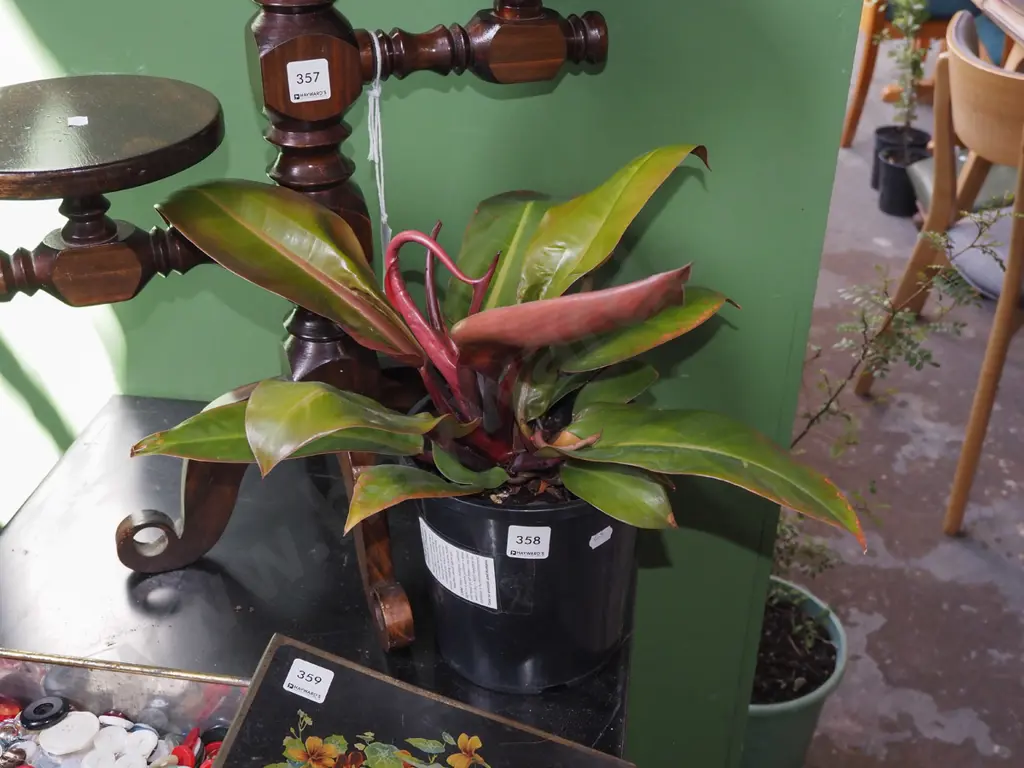 indoor plant - philodendron Prince of Orange Image 1++