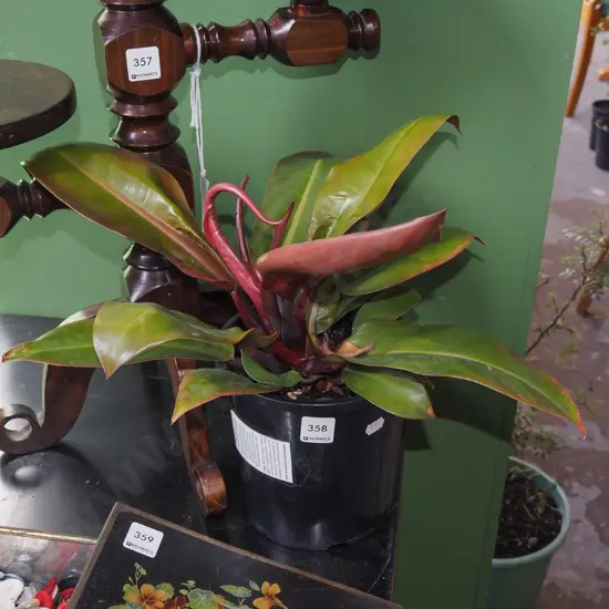 indoor plant - philodendron Prince of Orange