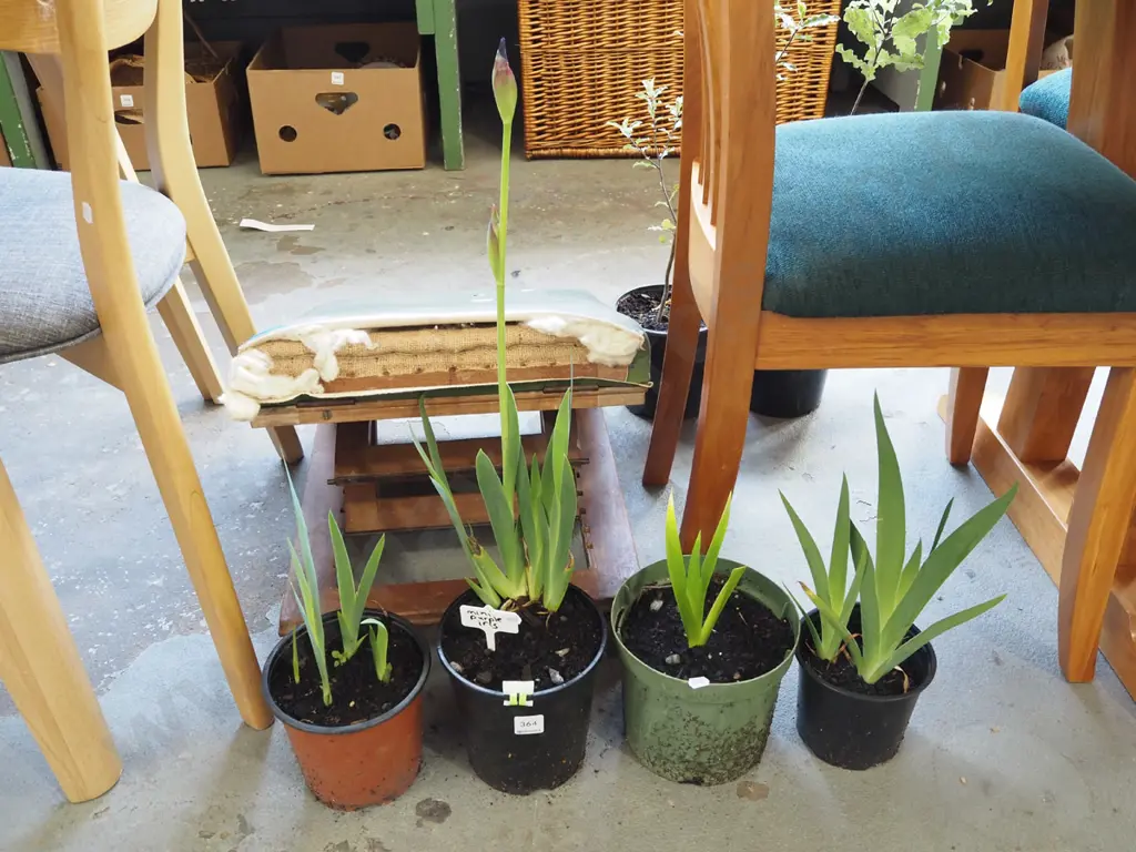 4x potted mini irises Image 1++