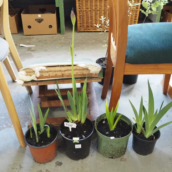 4x potted mini irises