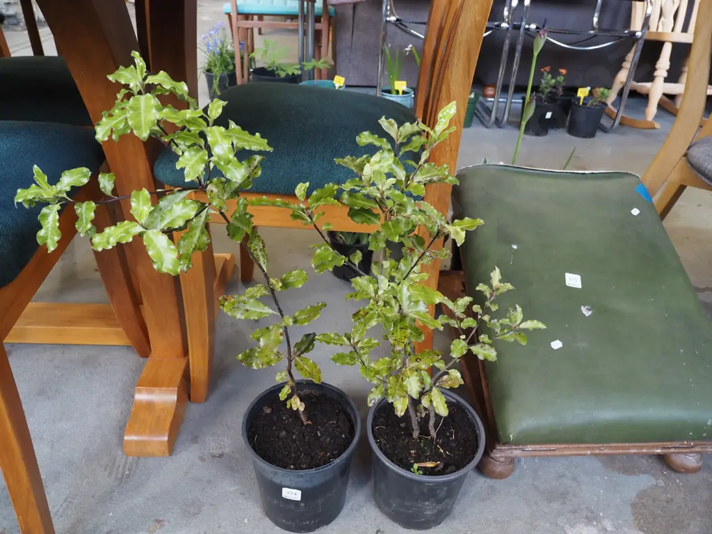 2x potted koro Image 1++