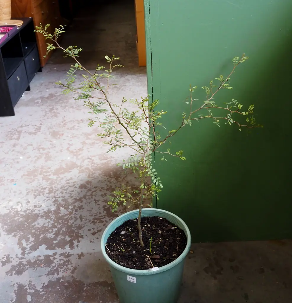 potted kowhai Plant H700 Image 1++