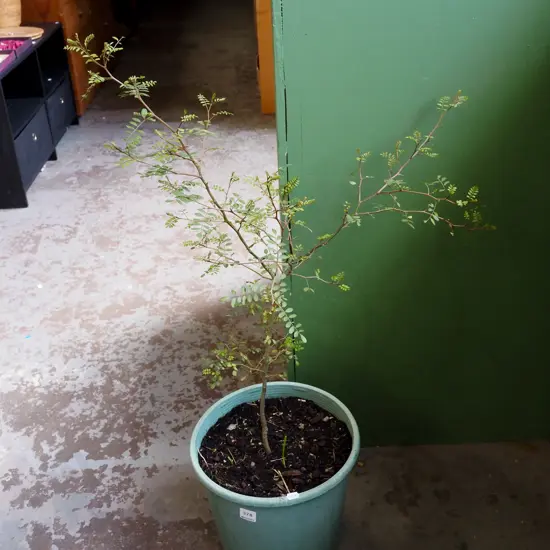 potted kowhai Plant H700