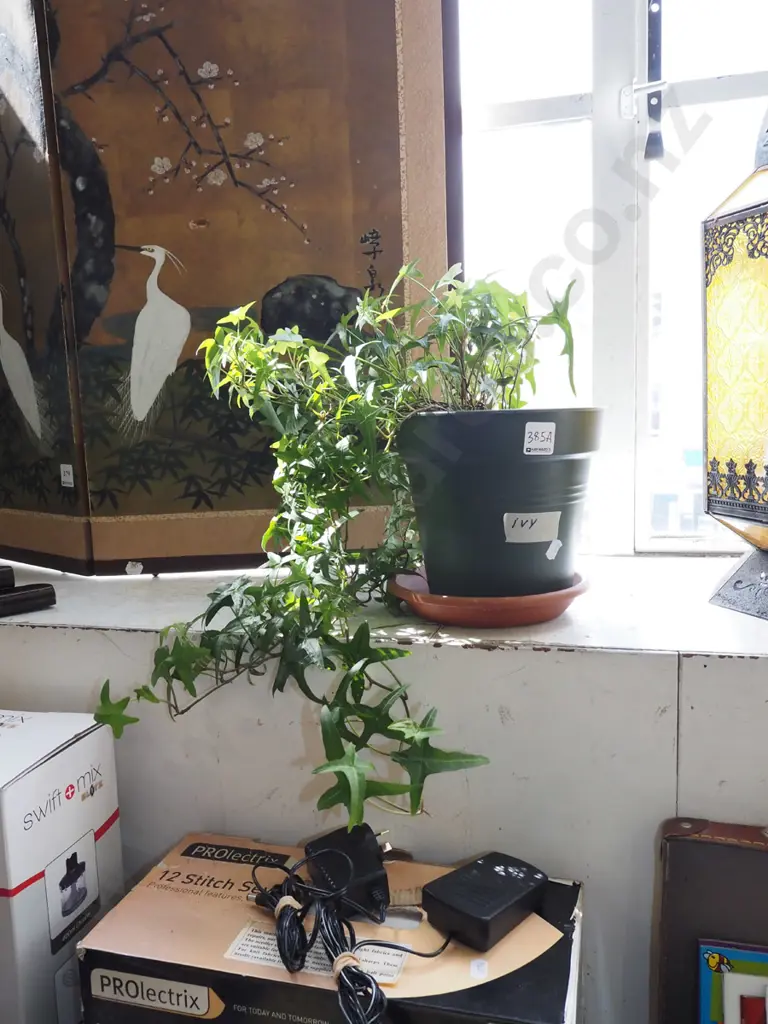 potted ivy Image 1++