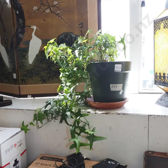 potted ivy