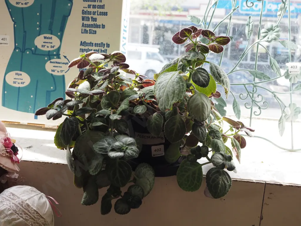 indoor plant - Plectranthus Image 1++
