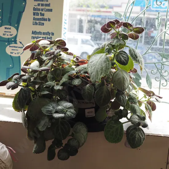 indoor plant - Plectranthus