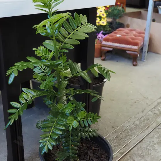 potted red kaka beak