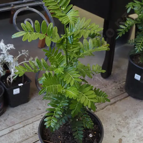 potted red kaka beak