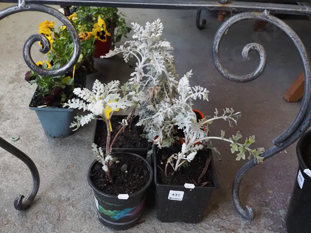 4x potted silver lair Image 1++