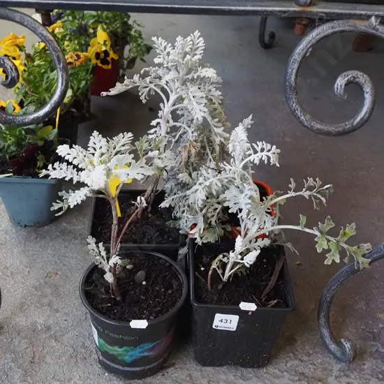 4x potted silver lair