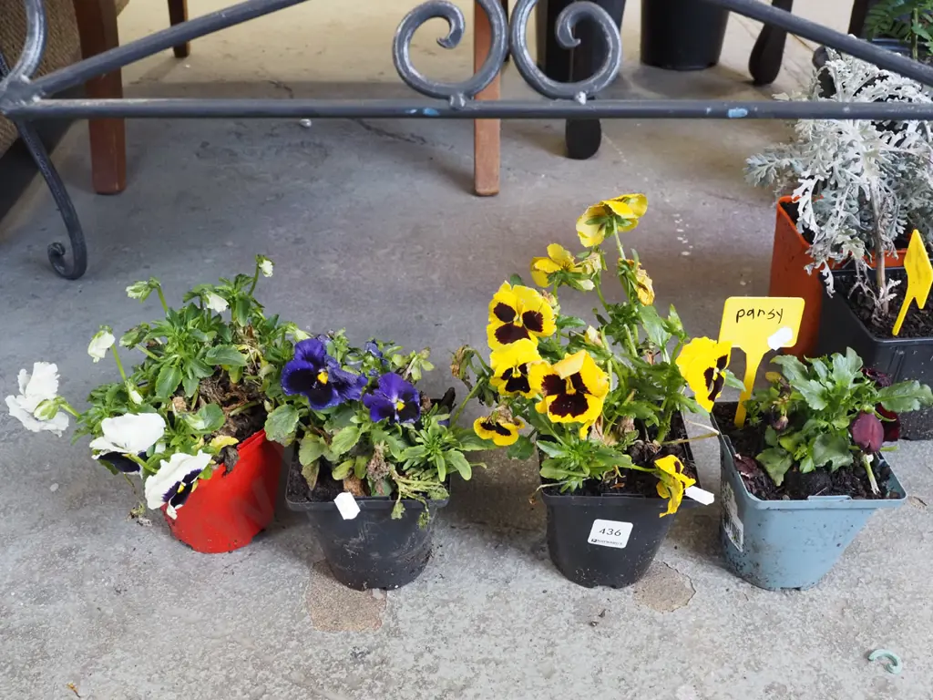 4x potted pansies Image 1++