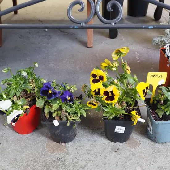 4x potted pansies