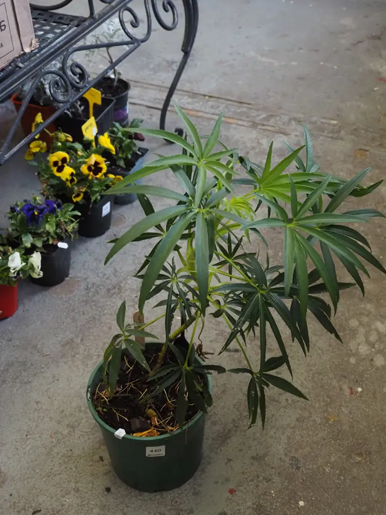 potted hellebore Image 1++