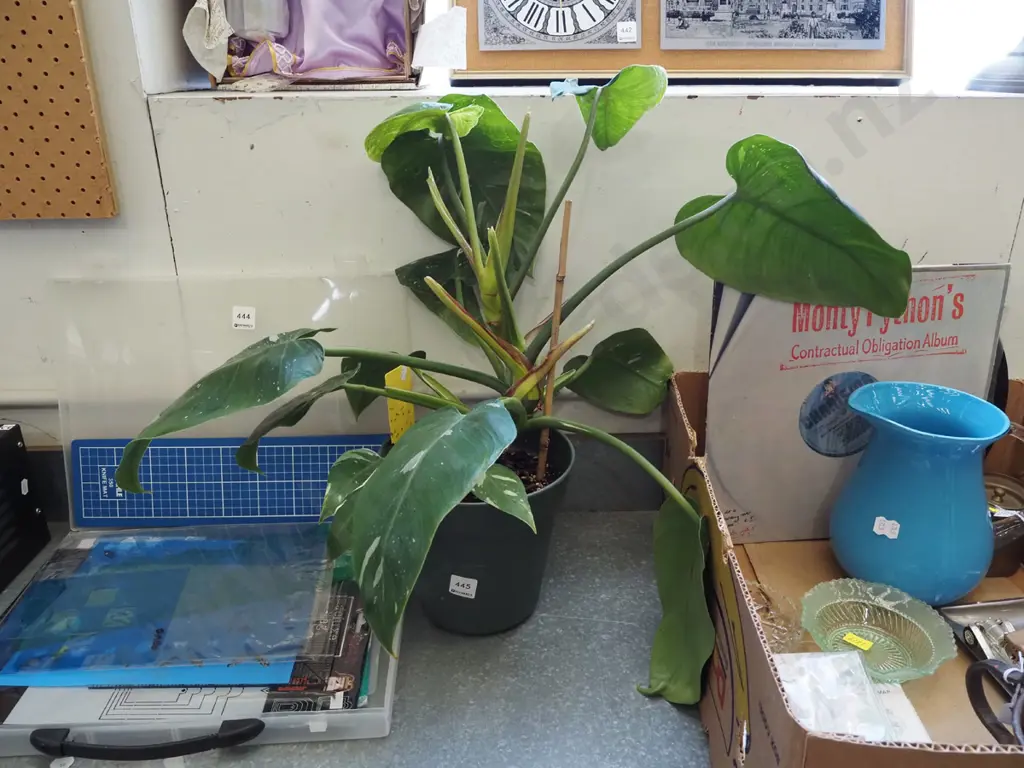 indoor plant - philodendron White Knight Image 1++
