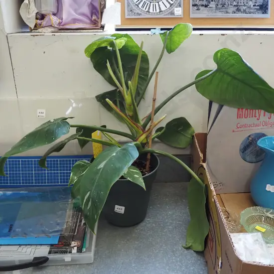 indoor plant - philodendron White Knight