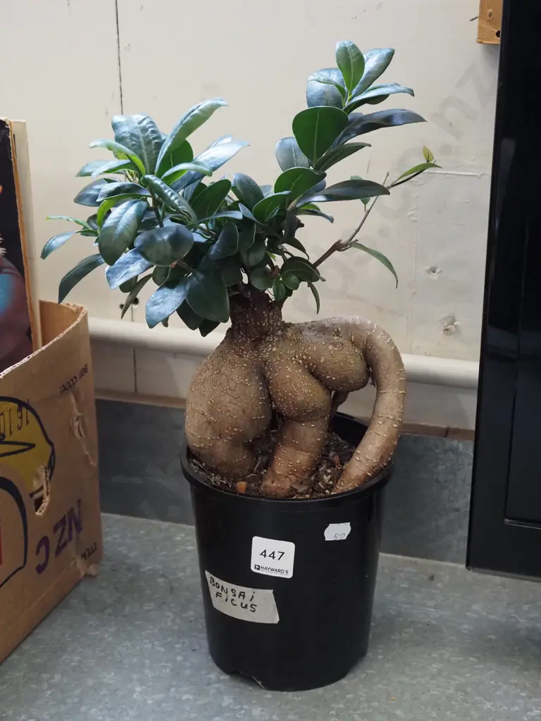potted bonsai ficus Image 1++
