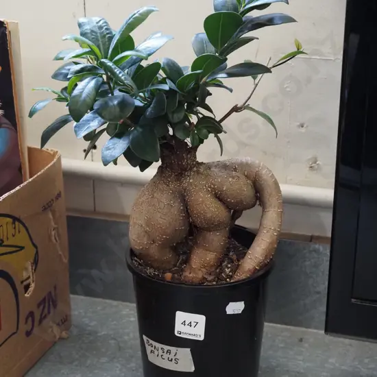 potted bonsai ficus