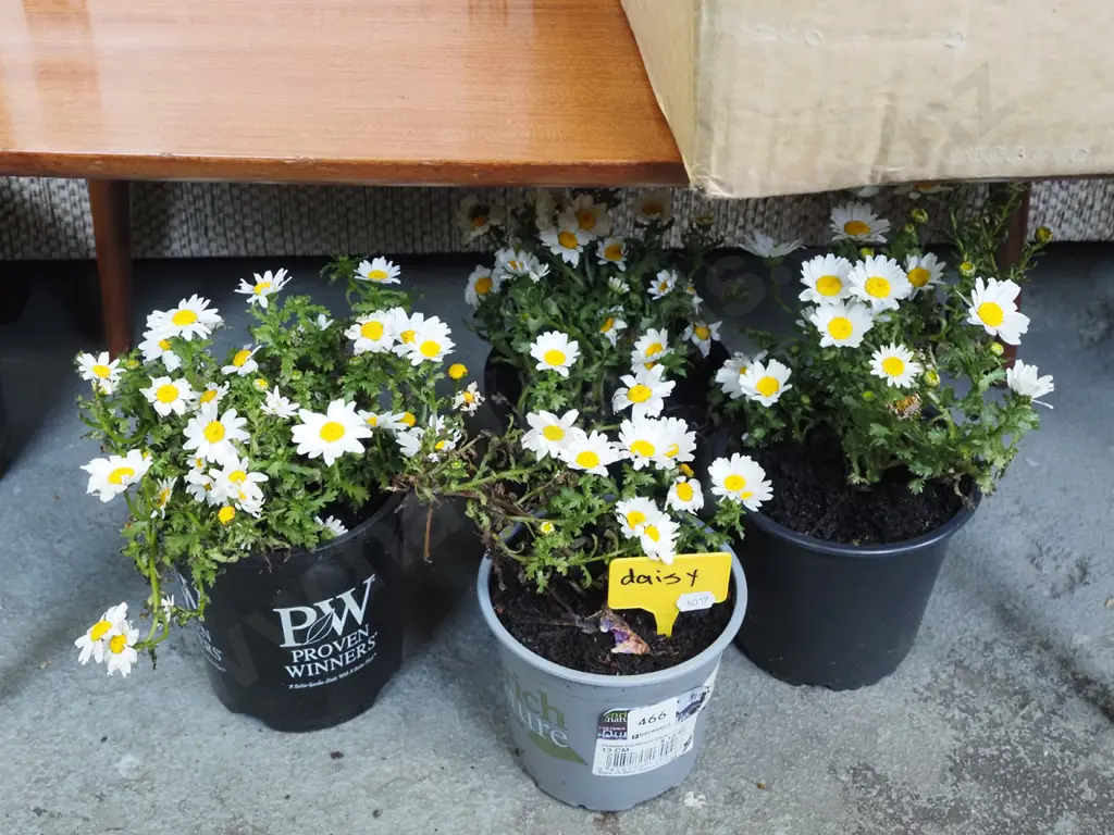 4x potted daisies Image 1++