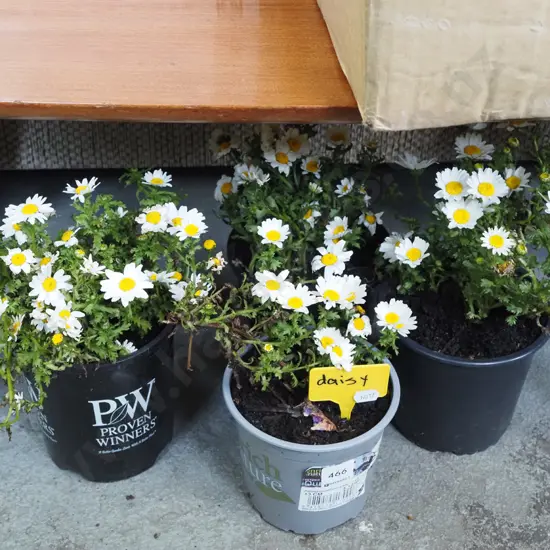 4x potted daisies