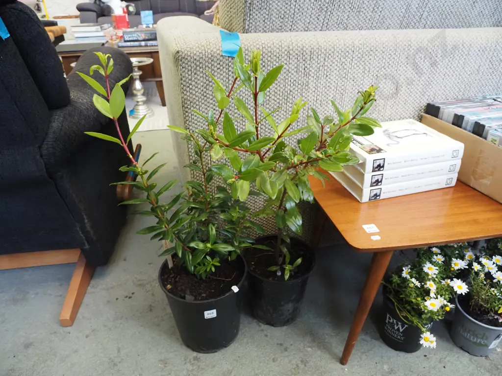 2x potted pohutukawa Image 1++