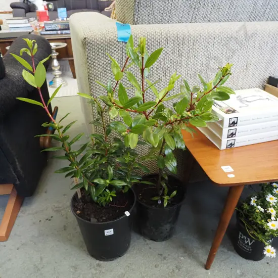 2x potted pohutukawa