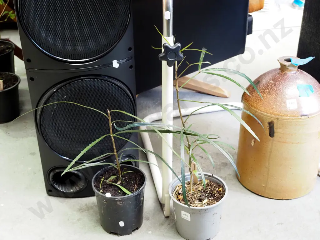 2x potted lancewoods Image 1++