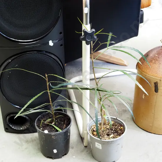 2x potted lancewoods