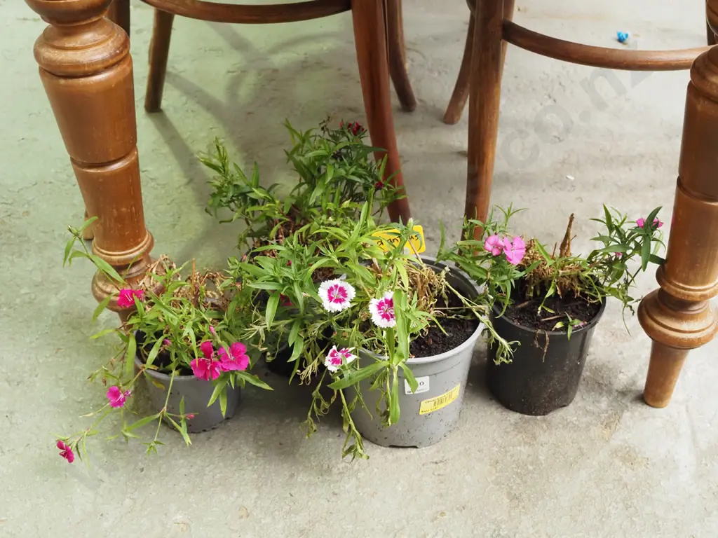 4x potted dianthus Image 1++