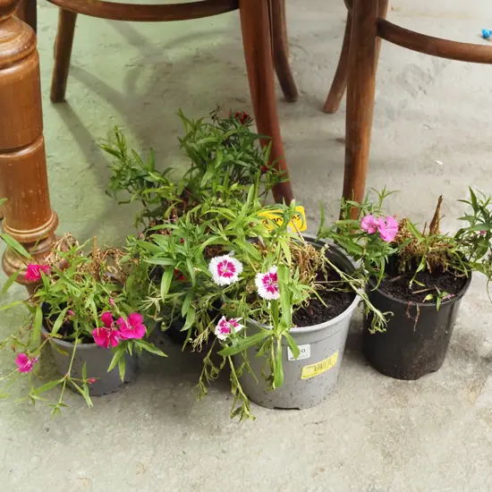 4x potted dianthus