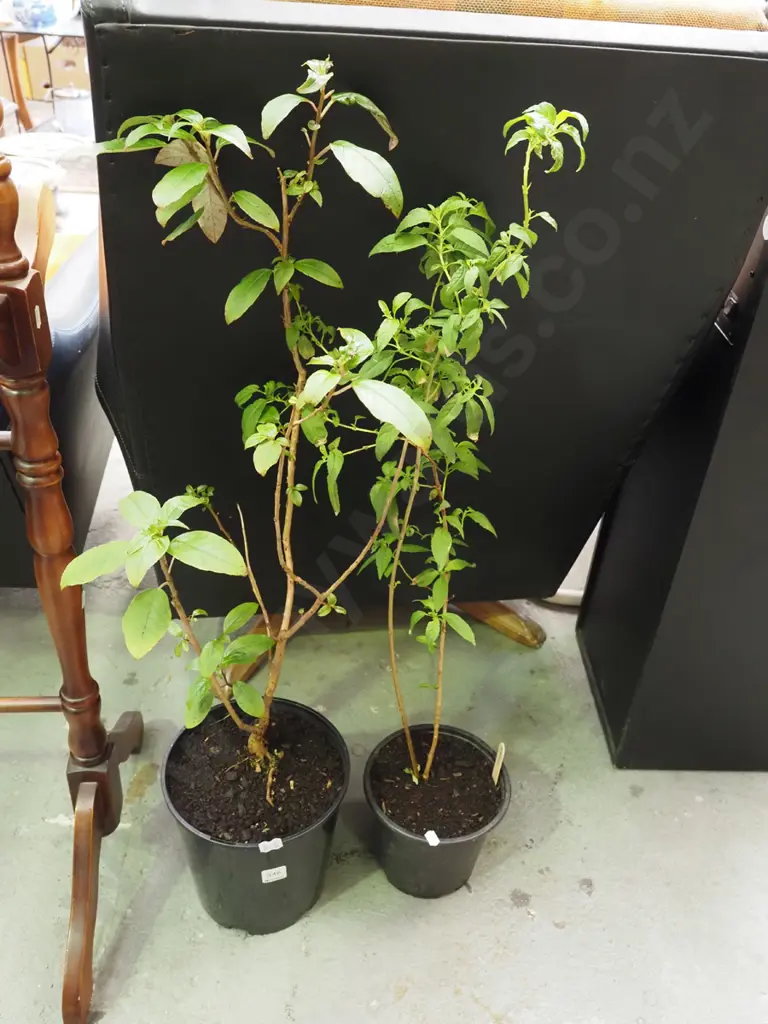 2x potted fuschia Image 1++
