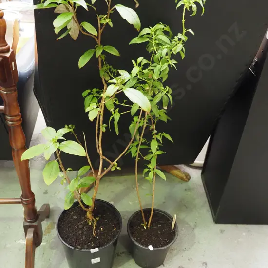 2x potted fuschia