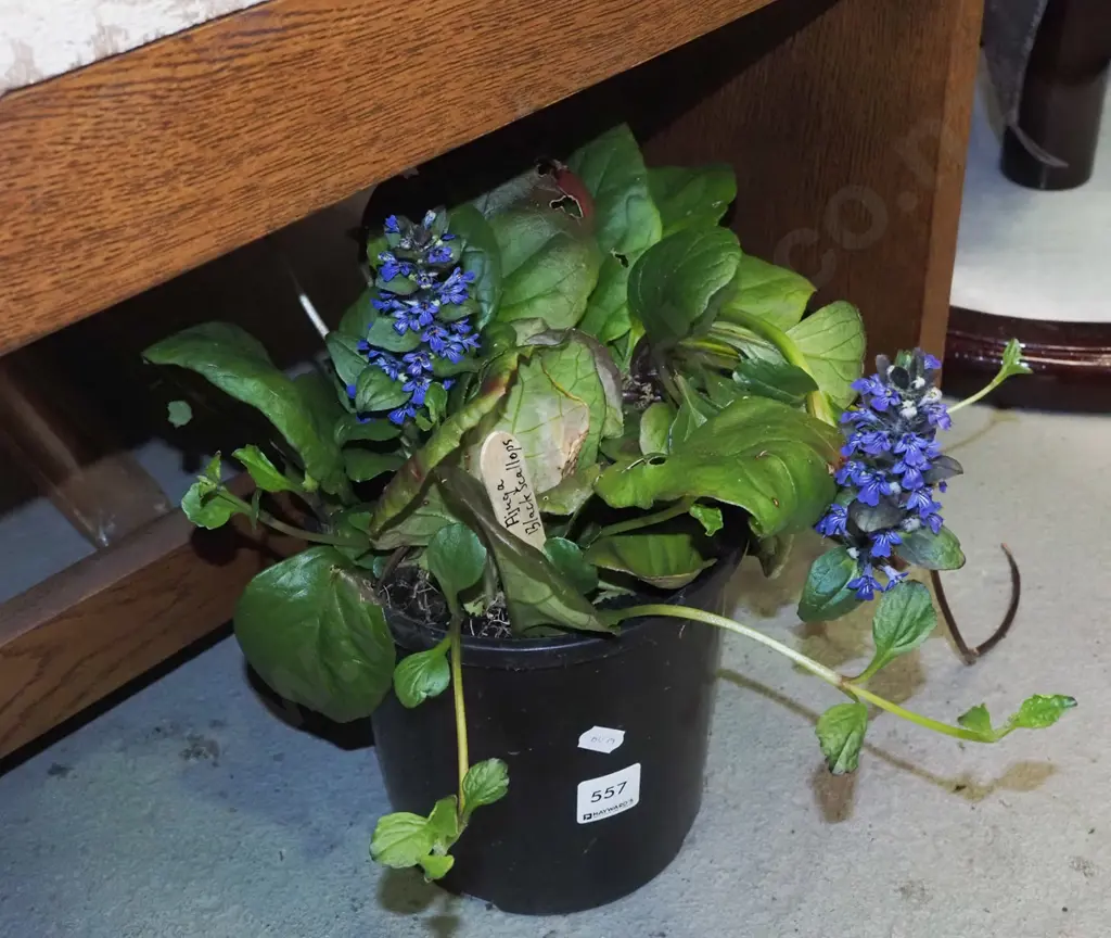 potted black ajuga scallops Image 1++