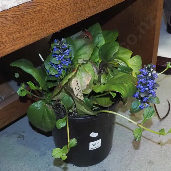 potted black ajuga scallops