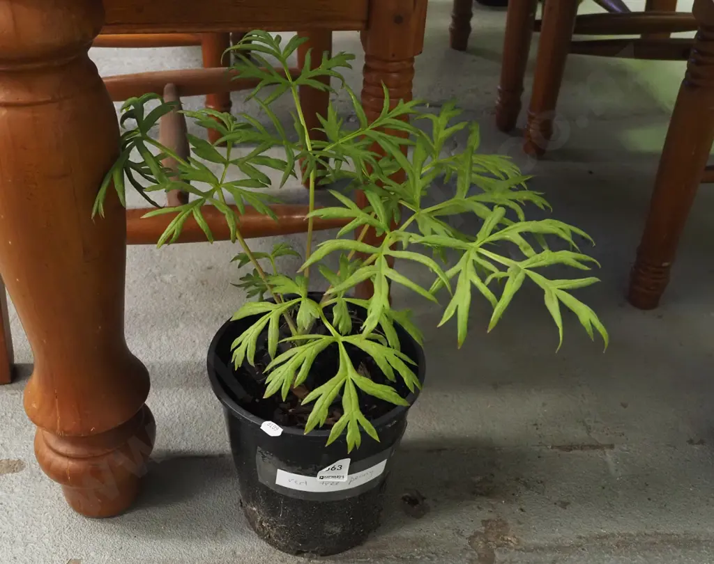 potted red tree peony Image 1++