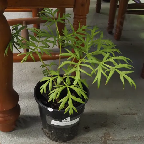 potted red tree peony