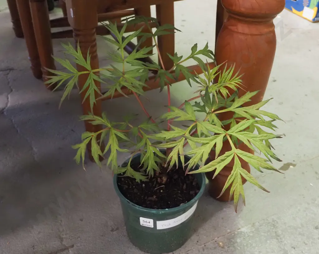 potted red tree peony Image 1++