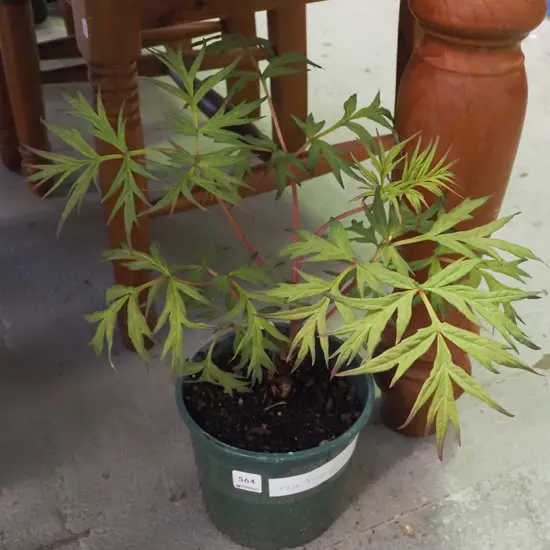 potted red tree peony