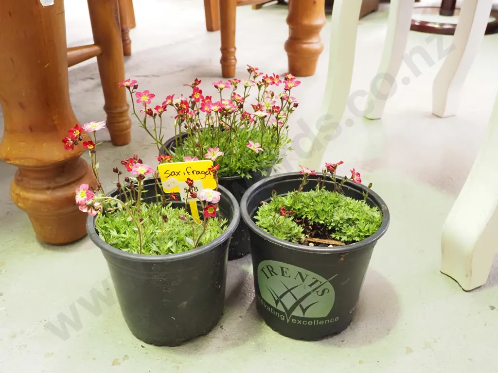 3x potted saxifraga Image 1++