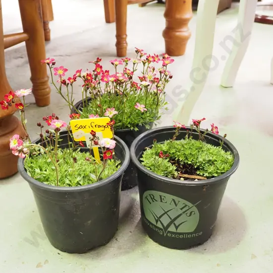 3x potted saxifraga