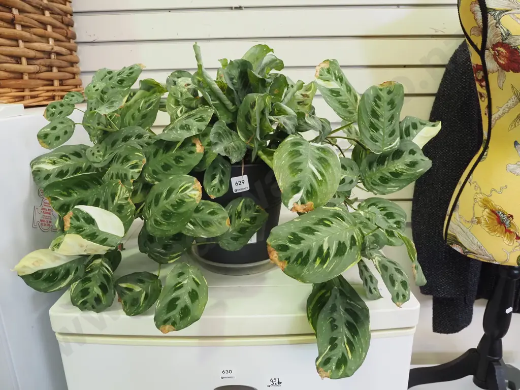 indoor plant - prayer plant Image 1++