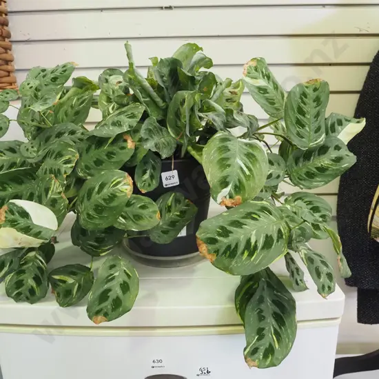 indoor plant - prayer plant